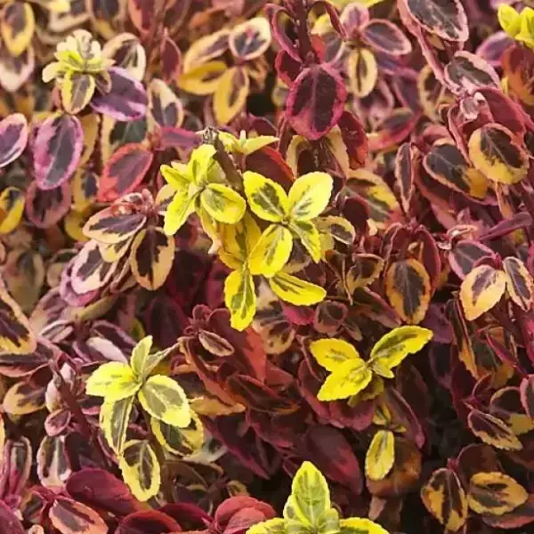 euonymus-fortunei-emerald-n-gold-automne.webp