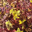 euonymus-fortunei-emerald-n-gold-automne.webp