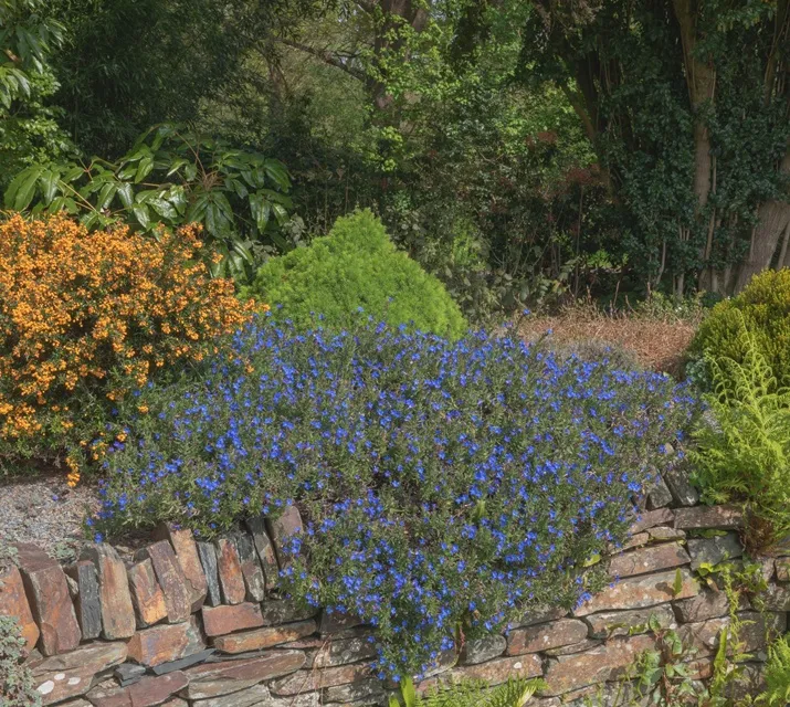 Lithodora Heavenly Blue-AdobeStock_501929326.webp
