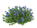 Lithodora Heavenly Blue-AdobeStock_863581830.webp