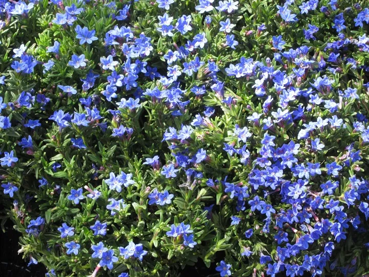 Lithodora Heavenly Blue-AdobeStock_254973335.webp