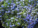 Lithodora Heavenly Blue-AdobeStock_254973335.webp