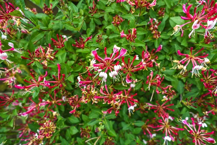 Lonicera periclymenum Serotina-AdobeStock_161969136.webp
