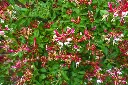 Lonicera periclymenum Serotina-AdobeStock_161969136.webp