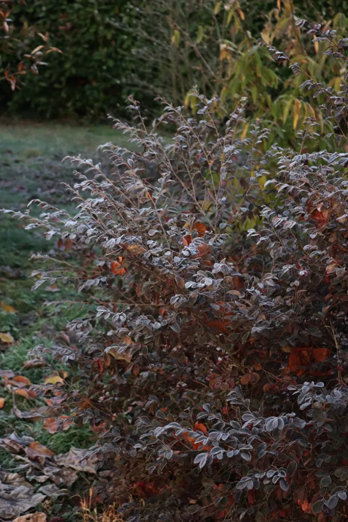 Loropetalum chinensis Fire Dance-AdobeStock_1158438406.webp