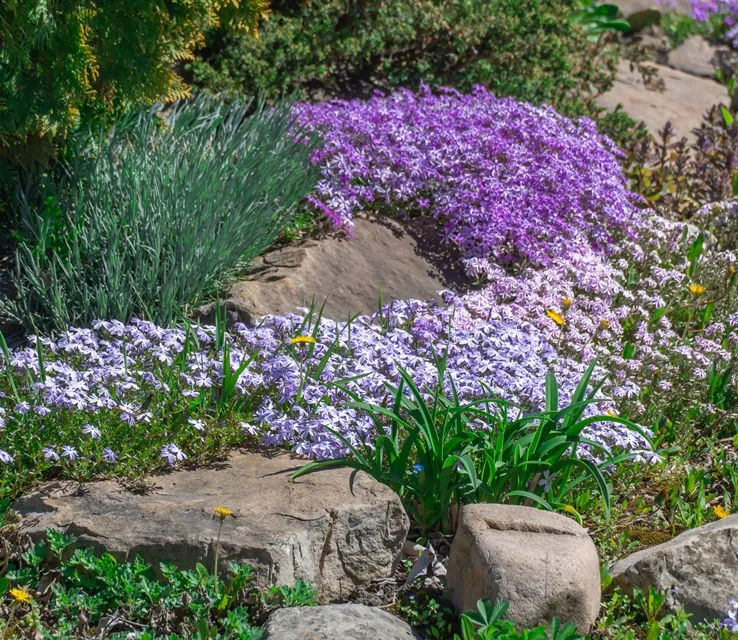 Phlox subulata-AdobeStock_1462590949.webp