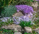 Phlox subulata-AdobeStock_1462590949.webp