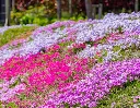 Phlox subulata-AdobeStock_263277402.webp