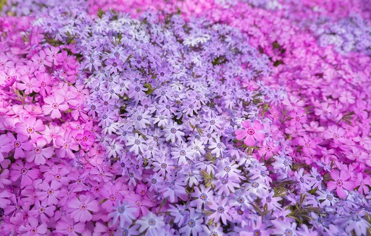 Phlox subulata-AdobeStock_790259688.webp