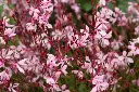 gaura rose.webp