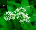 Allium ursinum-AdobeStock_207432391.webp