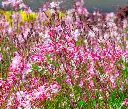 gaura-rosy-jane-AdobeStock_478658024.webp