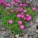 Dianthus Kahori.webp