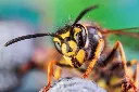 guepe-AdobeStock_105117404.webp