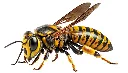 guepe-AdobeStock_575549423.webp
