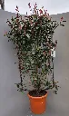 photinia-palissé-2.webp