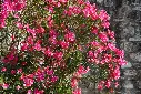 NERIUM_CICLAMINO_AdobeStock_506321332.webp