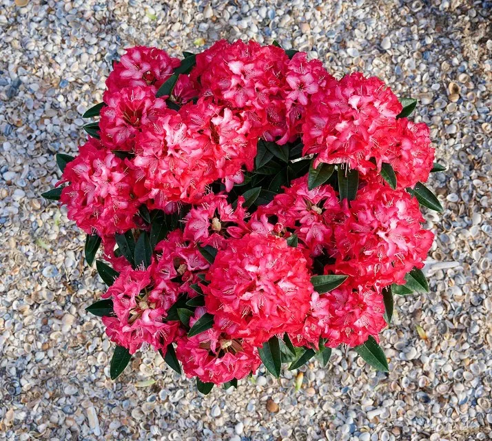 Rhododendron Red Dragon 2.webp