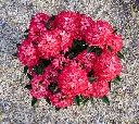 Rhododendron Red Dragon 2.webp