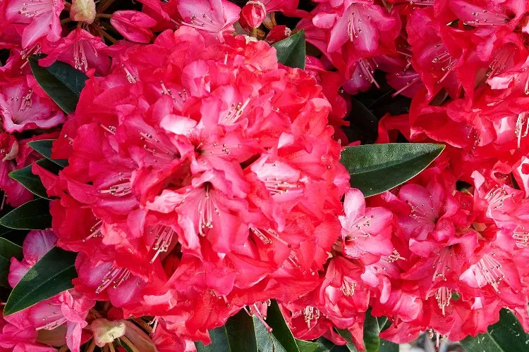 Rhododendron Red Dragon 1.webp