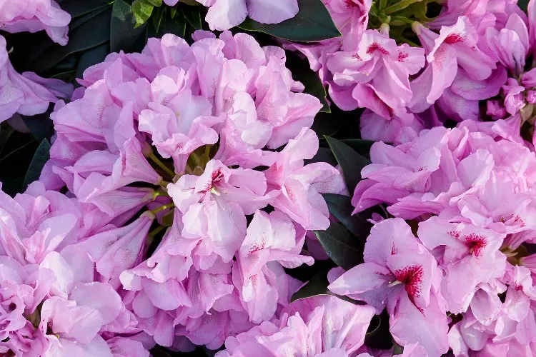 Rhododendron Lila Flame 1.webp