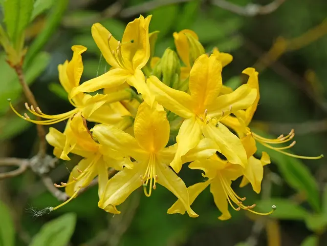 Azalea pontica-AdobeStock_1480406175.webp
