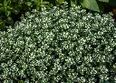 Thymus citriodorus Silver Queen-AdobeStock_1622578214.webp