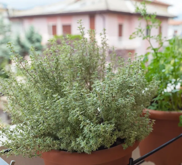 Thymus citriodorus Silver Queen-AdobeStock_212117278.webp