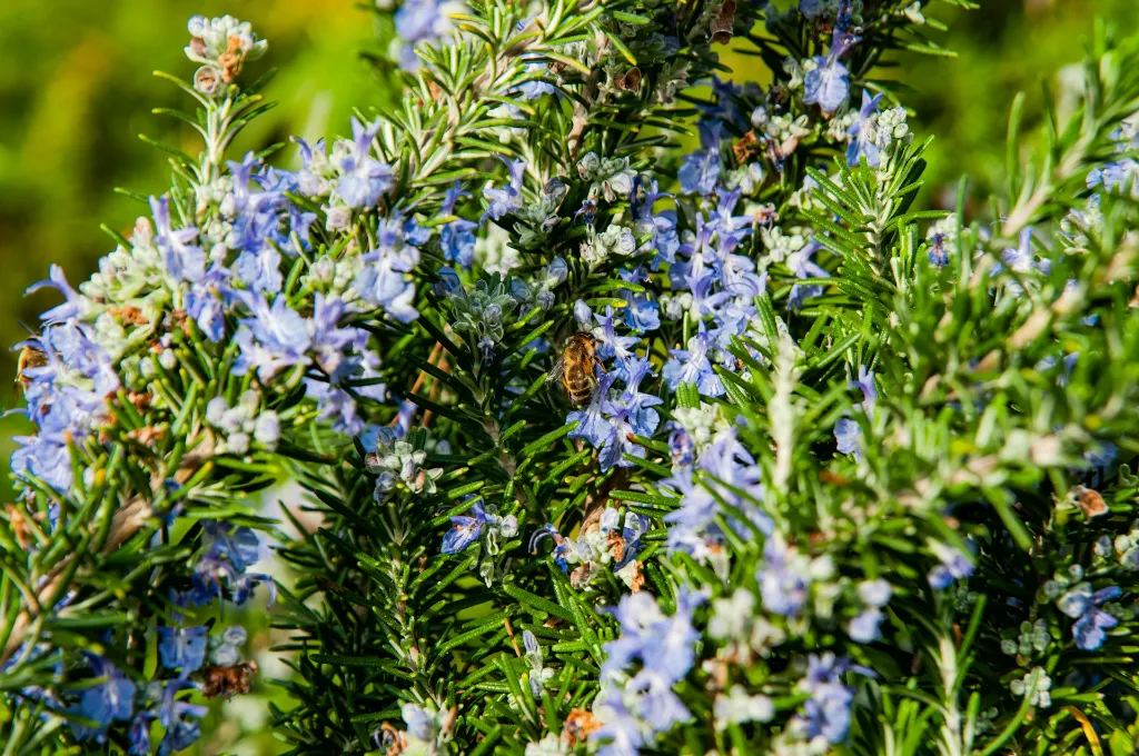 unsplash_dHdx7UQPp-k_rosmarinus.jpg.webp