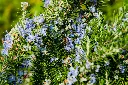 unsplash_dHdx7UQPp-k_rosmarinus.jpg.webp
