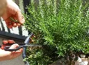 rosmarinus-AdobeStock_905725760.webp