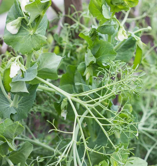 Pisum sativum Parsley.webp