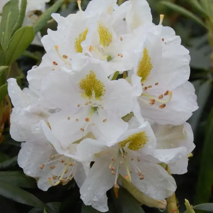 Rhododendron Madame Masson-fleurs.webp