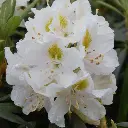 Rhododendron Madame Masson-fleurs.webp