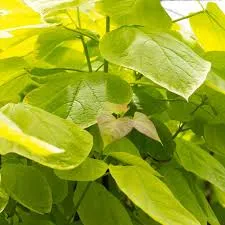 Catalpa bignonioides Aurea-feui.webp