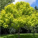 Catalpa bignonioides Aurea.webp