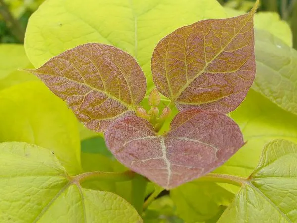 Catalpa bignonioides Aurea-feuilles.webp