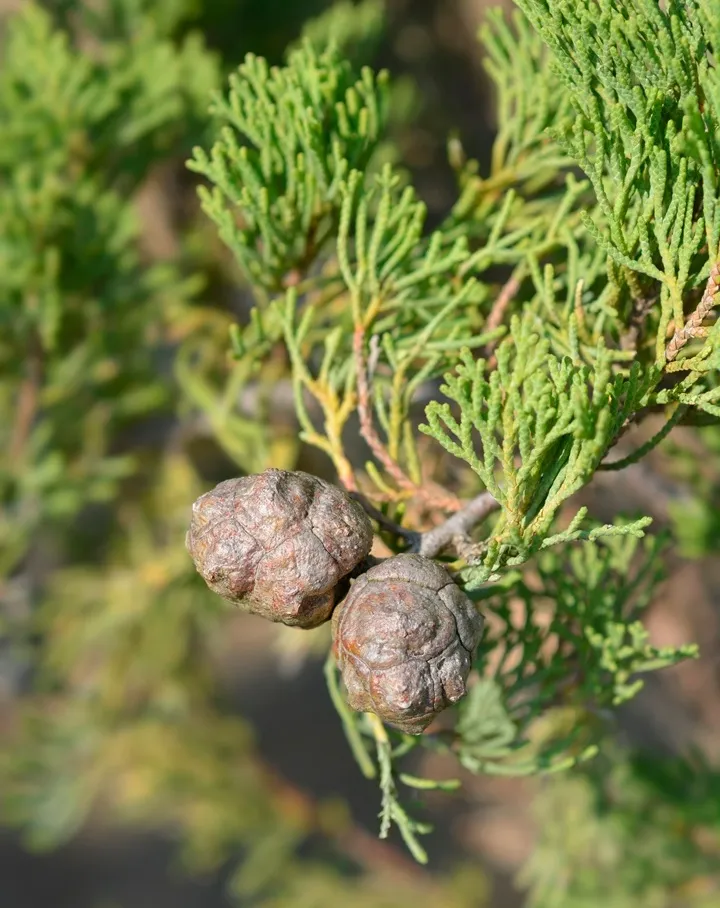 Cupressus sempervirens Pyramidalis-AdobeStock_409228564.webp