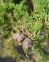 Cupressus sempervirens Pyramidalis-AdobeStock_409228564.webp