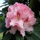 Rhododendron Albert Schweitzer-fleur.webp
