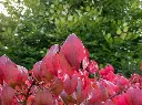 Euonymus alatus compactus -AdobeStock_727048258.webp