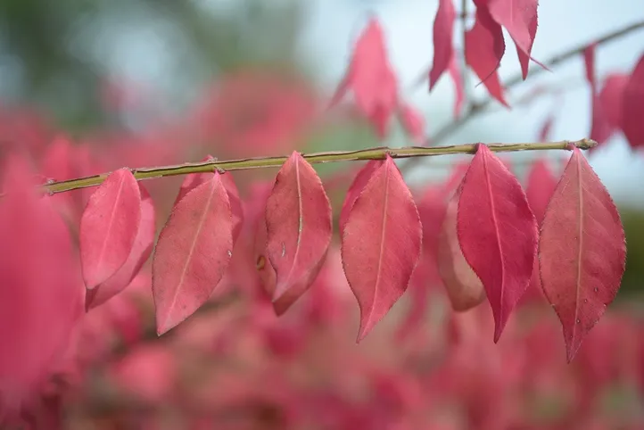 Euonymus alatus compactus -AdobeStock_534207219.webp