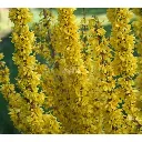 Forsythia intermedia MIKADOR-2.webp