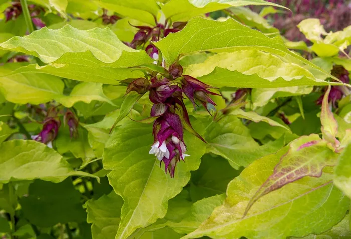 Leycesteria formosa Golden Lanterns-AdobeStock_371030757.webp