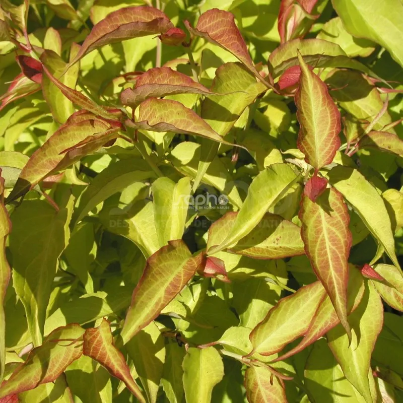 Leycesteria formosa Golden Lanterns-3.webp