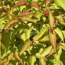Leycesteria formosa Golden Lanterns-3.webp