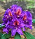 Rhododendron Marcel Menard-fleur.webp