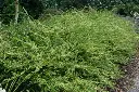 Lonicera nitida Lemon Beauty -2.webp