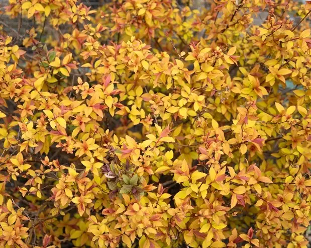 Spiraea japonica Goldmound-AdobeStock_507915981.webp