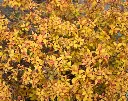 Spiraea japonica Goldmound-AdobeStock_507915981.webp